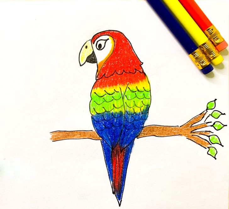 Drawing Parrots! Directed Drawing Class - KidPass Live Stage | Online ...