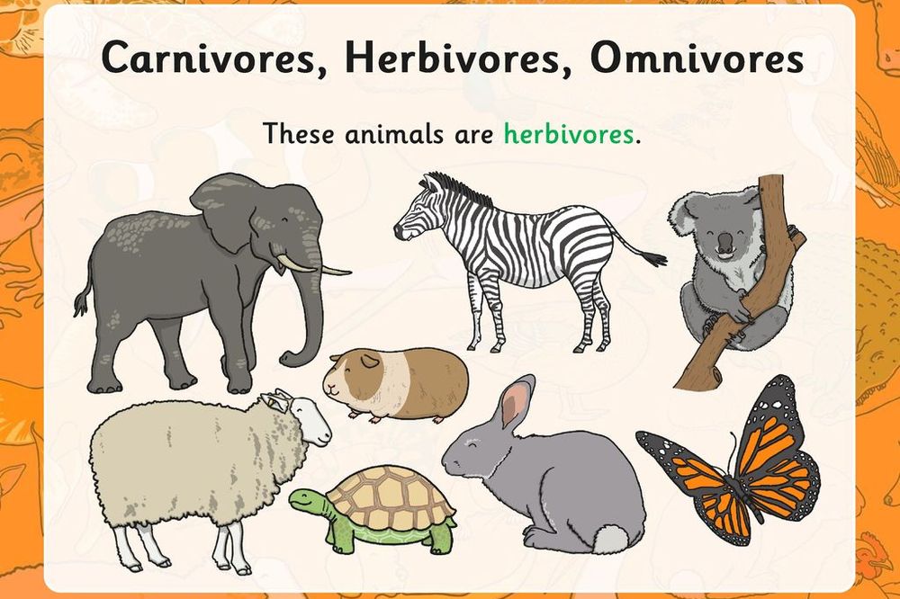 Fun Animal Science With Omnivores, Carnivores, And Herbivores Part 2 ...