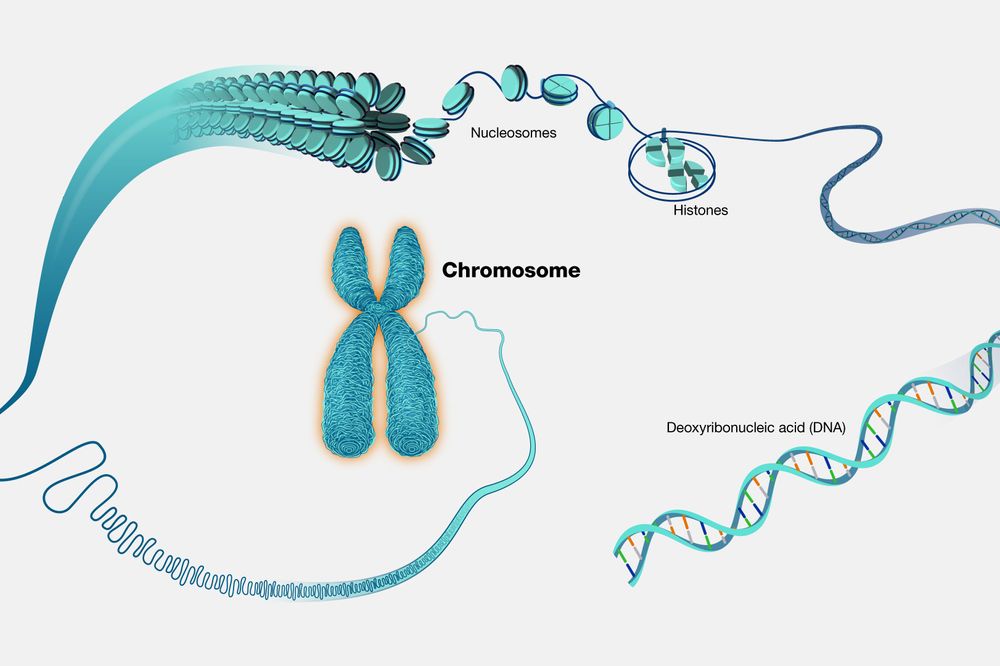 The CHROMOSOMES Story | Online Kids Classes (Academic, Live Events ...