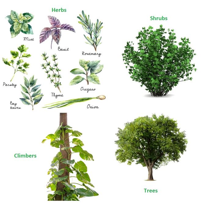 Herbs, Shrubs and Trees what's the difference? Online Kids Classes