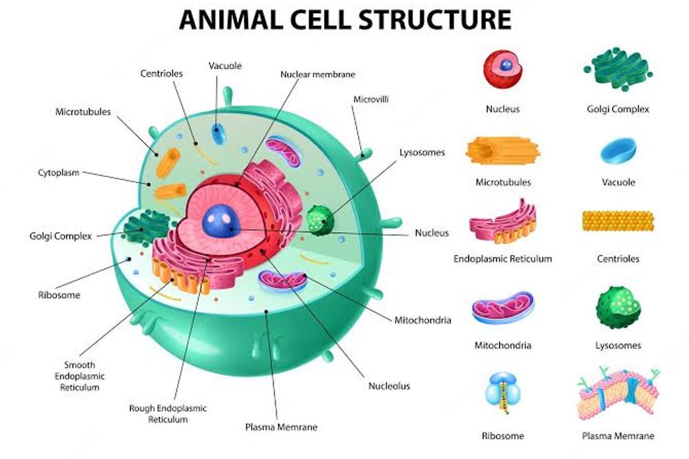Parts of Animal Cell | Online Kids Classes (Academic, Science & Technology)  | KidPass