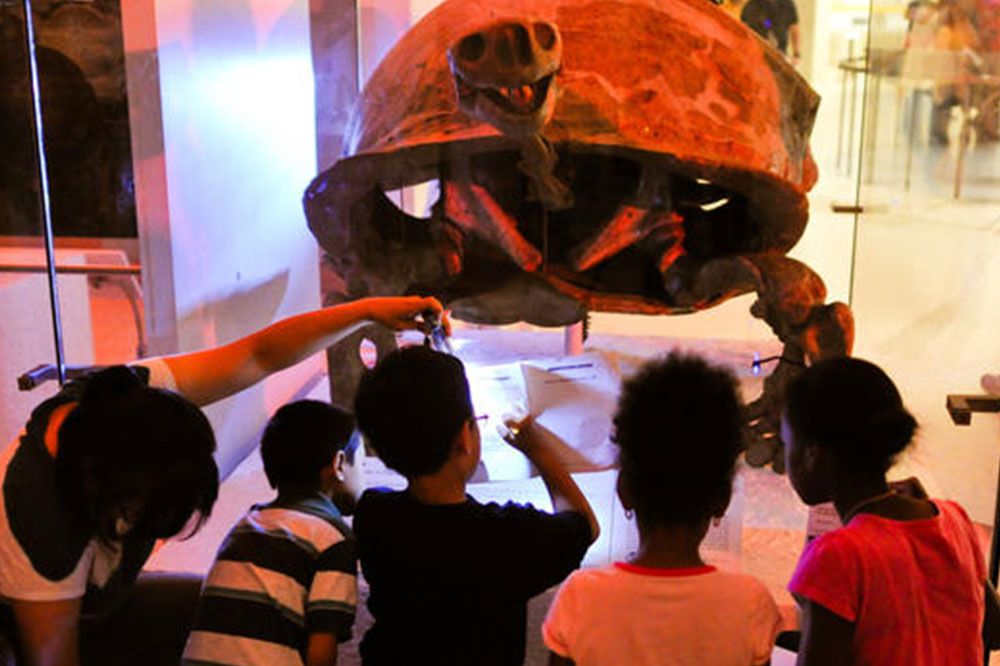 American Museum of Natural History (AMNH)