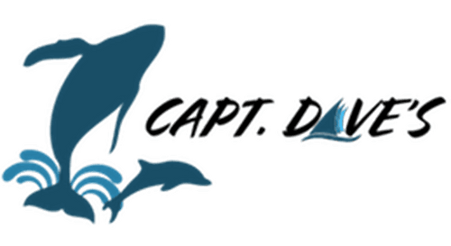 Captain Dave's Dolphin & Whale Watching Safari
